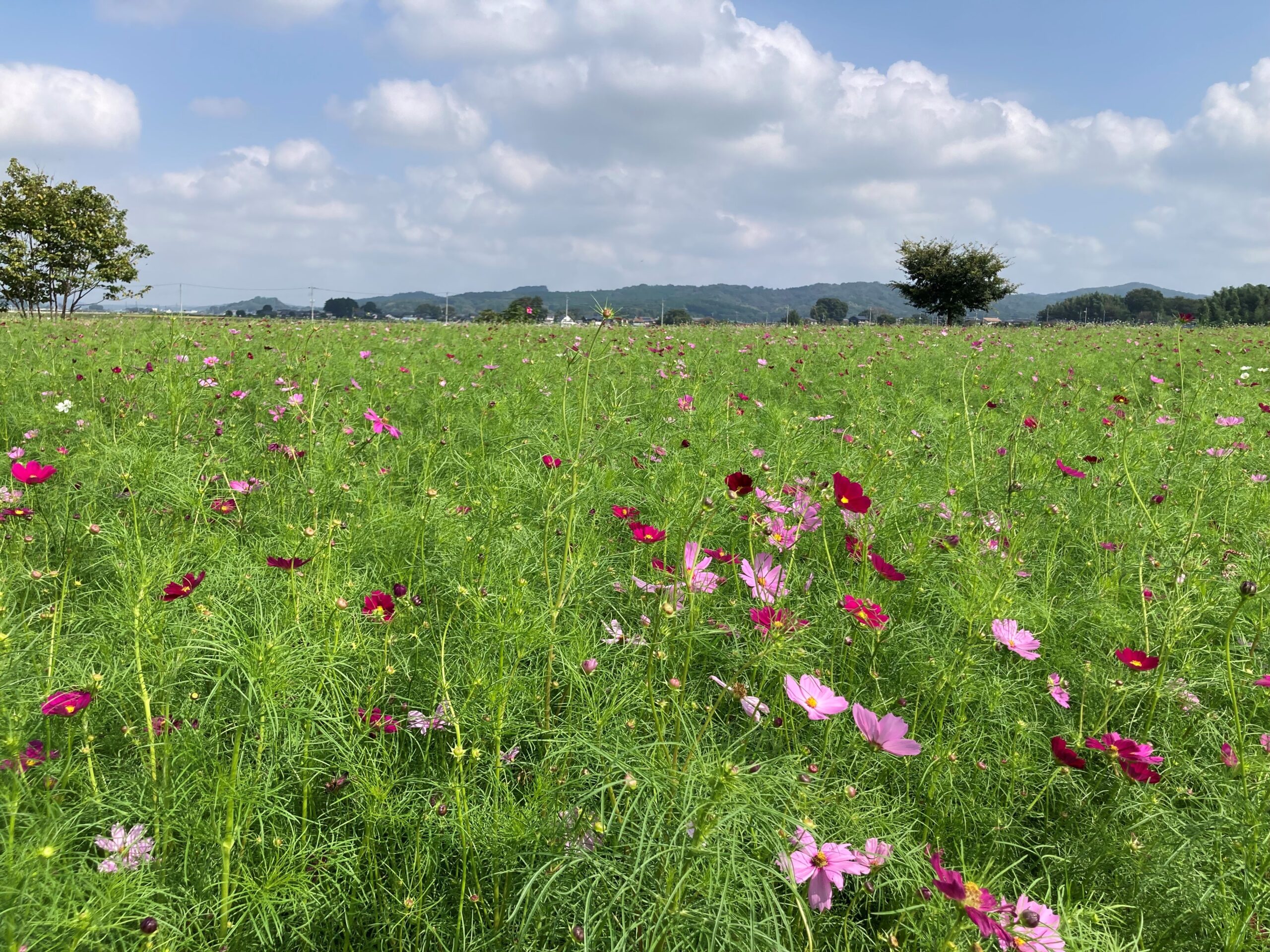 10月2日コスモス畑③